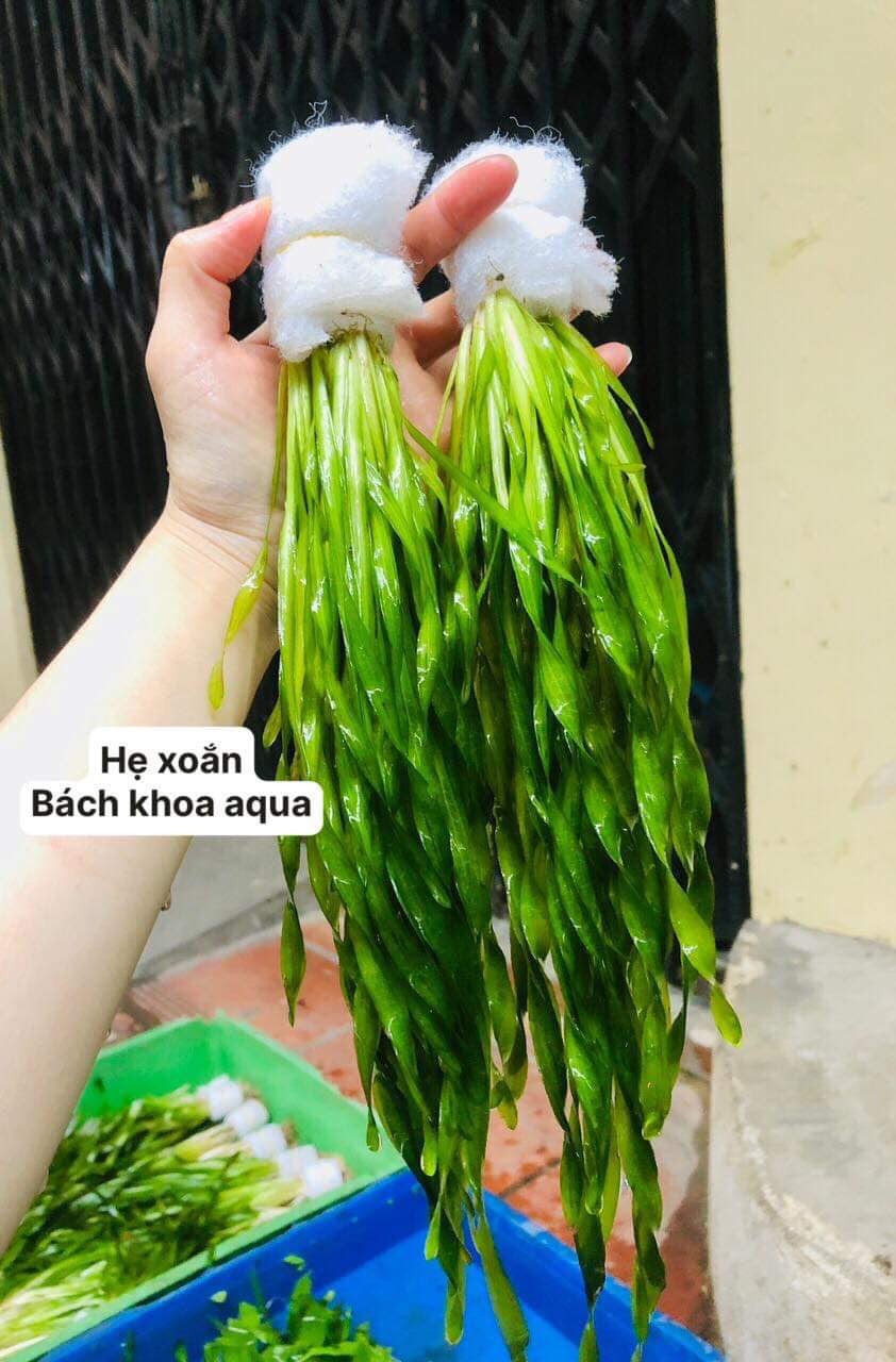 Cây thủy sinh - Hẹ xoắn